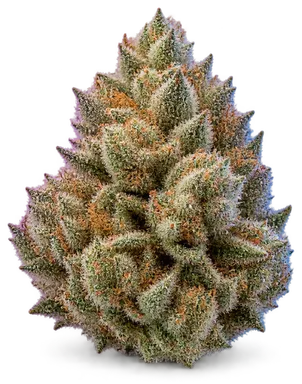 AI-generated illustration of a cannabis flower for the 24k page, not a photo of the strain