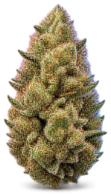 AI-generated illustration of a cannabis flower for the 24k Gold page, not a photo of the strain