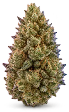 AI-generated illustration of a cannabis flower for the 5th Dimension page, not a photo of the strain