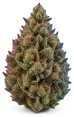 AI-generated illustration of a cannabis flower for the Acai Gelato page, not a photo of the strain