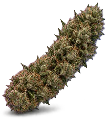 AI-generated illustration of a cannabis flower for the Acdc page, not a photo of the strain