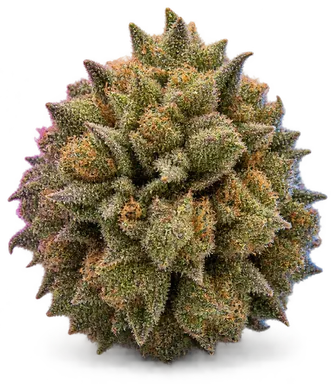AI-generated illustration of a cannabis flower for the Afgotti page, not a photo of the strain