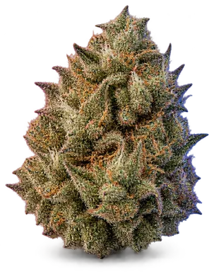 AI-generated illustration of a cannabis flower for the Afternoon Delight 4 page, not a photo of the strain