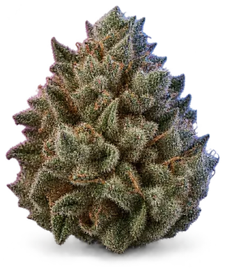 AI-generated illustration of a cannabis flower for the Alien Dawg page, not a photo of the strain