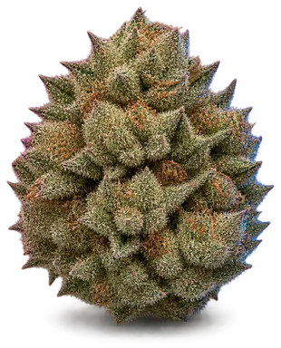 AI-generated illustration of a cannabis flower for the Amaro page, not a photo of the strain
