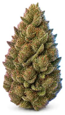 AI-generated illustration of a cannabis flower for the Animal Cookies X Mango page, not a photo of the strain