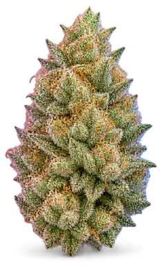 AI-generated illustration of a cannabis flower for the Animal Mintz page, not a photo of the strain