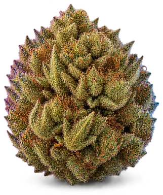 AI-generated illustration of a cannabis flower for the Apple Fritter X Sunset Sherbert page, not a photo of the strain