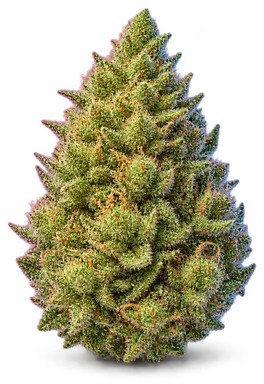 AI-generated illustration of a cannabis flower for the Apples N Bananas page, not a photo of the strain