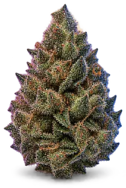AI-generated illustration of a cannabis flower for the Ashley OG page, not a photo of the strain
