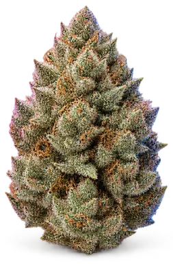 AI-generated illustration of a cannabis flower for the B12 page, not a photo of the strain