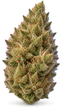 AI-generated illustration of a cannabis flower for the Banana Punch page, not a photo of the strain