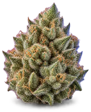 AI-generated illustration of a cannabis flower for the Beach Crasher page, not a photo of the strain