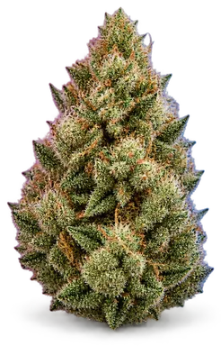 AI-generated illustration of a cannabis flower for the Bender 6 page, not a photo of the strain