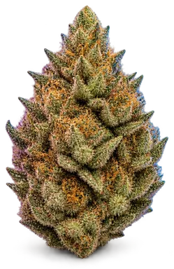 AI-generated illustration of a cannabis flower for the Benmore page, not a photo of the strain