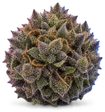 AI-generated illustration of a cannabis flower for the Biker Purp page, not a photo of the strain