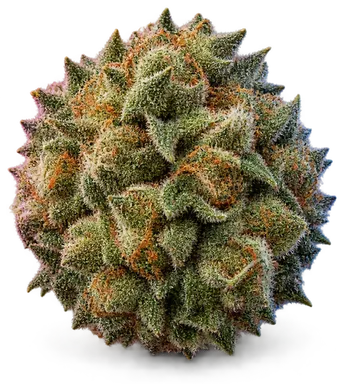 AI-generated illustration of a cannabis flower for the Biscotti page, not a photo of the strain