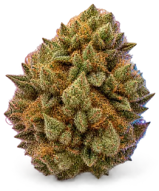 AI-generated illustration of a cannabis flower for the Biscotti Sherbet page, not a photo of the strain