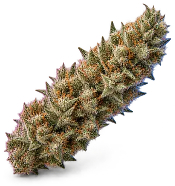 AI-generated illustration of a cannabis flower for the Bison Breath page, not a photo of the strain