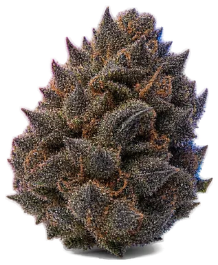 AI-generated illustration of a cannabis flower for the Black Beauty page, not a photo of the strain