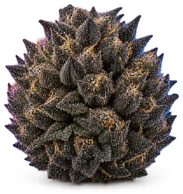 AI-generated illustration of a cannabis flower for the Black Cherry Gelato page, not a photo of the strain