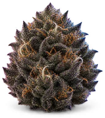 AI-generated illustration of a cannabis flower for the Black Maple page, not a photo of the strain