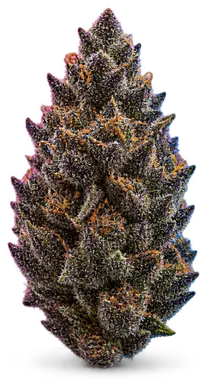 AI-generated illustration of a cannabis flower for the Blackwater OG 2 page, not a photo of the strain