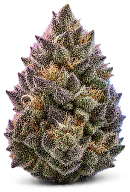 AI-generated illustration of a cannabis flower for the Blueberry Cookies page, not a photo of the strain