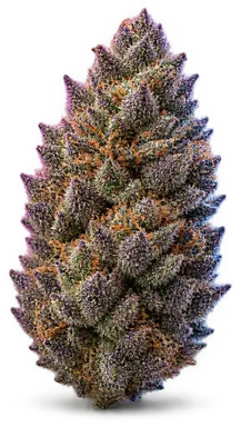 AI-generated illustration of a cannabis flower for the Blueberry Land 1 page, not a photo of the strain