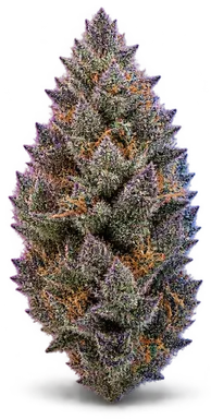 AI-generated illustration of a cannabis flower for the Blueberry Space Cake page, not a photo of the strain