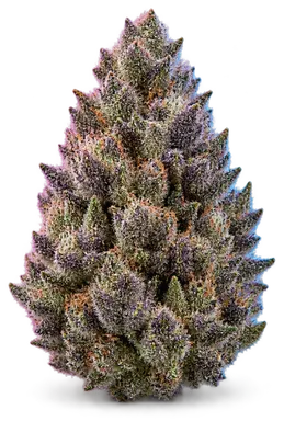 AI-generated illustration of a cannabis flower for the Blue Mountain Gas page, not a photo of the strain