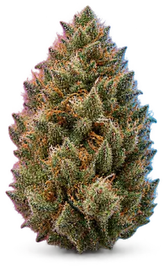 AI-generated illustration of a cannabis flower for the Boombox page, not a photo of the strain