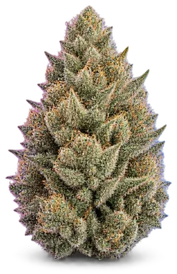 AI-generated illustration of a cannabis flower for the Boston Cream Pie page, not a photo of the strain