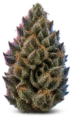 AI-generated illustration of a cannabis flower for the Boulder Highway OG page, not a photo of the strain