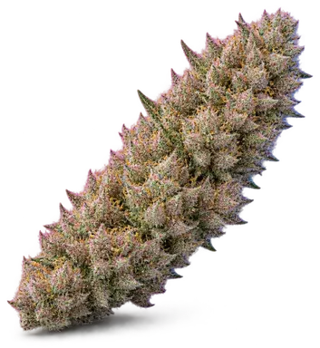 AI-generated illustration of a cannabis flower for the Bubblegum Runts page, not a photo of the strain