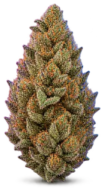 AI-generated illustration of a cannabis flower for the Burnie MAC page, not a photo of the strain