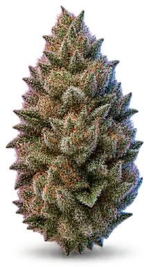 AI-generated illustration of a cannabis flower for the Bushido OG page, not a photo of the strain