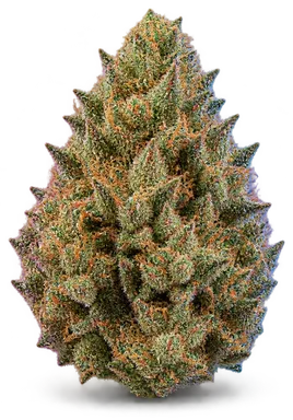 AI-generated illustration of a cannabis flower for the Cabana Crush page, not a photo of the strain