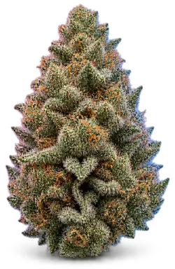 AI-generated illustration of a cannabis flower for the Caffeine page, not a photo of the strain