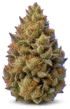 AI-generated illustration of a cannabis flower for the Cali Oranges page, not a photo of the strain