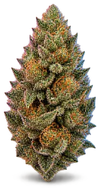 AI-generated illustration of a cannabis flower for the Cap Junky page, not a photo of the strain