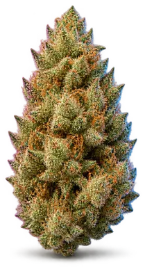 AI-generated illustration of a cannabis flower for the Caribbean Cookies page, not a photo of the strain