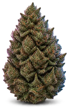 AI-generated illustration of a cannabis flower for the Casino Kush page, not a photo of the strain