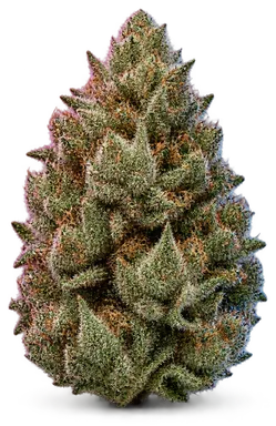 AI-generated illustration of a cannabis flower for the Cat Piss 21 page, not a photo of the strain