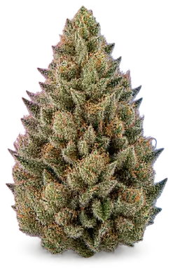 AI-generated illustration of a cannabis flower for the Cereal Milk page, not a photo of the strain