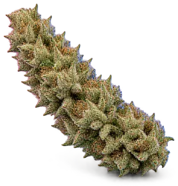 AI-generated illustration of a cannabis flower for the Cerebellum page, not a photo of the strain