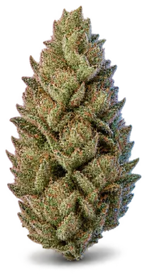AI-generated illustration of a cannabis flower for the Champagne Mimosa page, not a photo of the strain