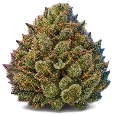 AI-generated illustration of a cannabis flower for the Champaya page, not a photo of the strain