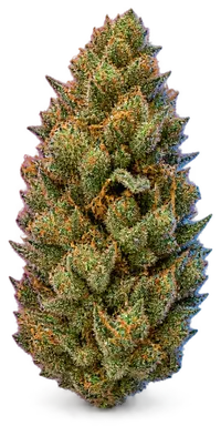 AI-generated illustration of a cannabis flower for the Chasing Unicorns 10 page, not a photo of the strain