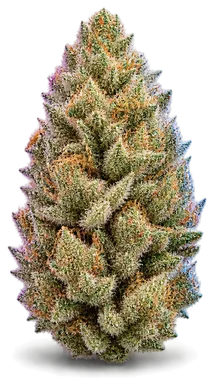 AI-generated illustration of a cannabis flower for the Chauffer page, not a photo of the strain